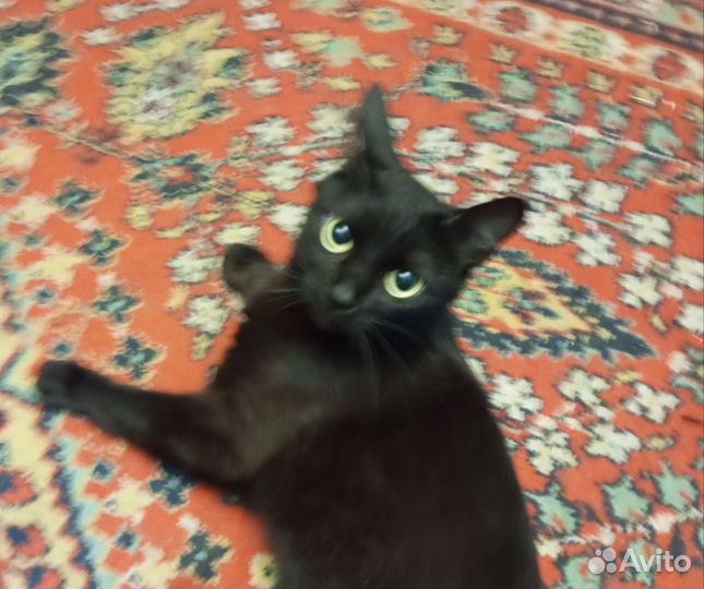 Кошка в добрые руки