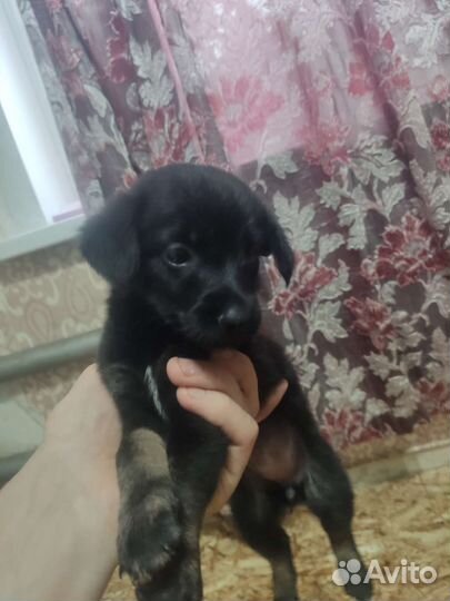 Щенки помесь такса пинчер