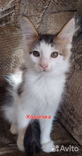 Котята мейн-кун