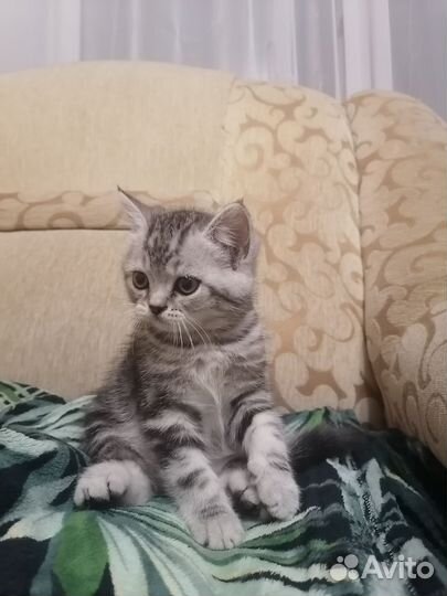 Британская