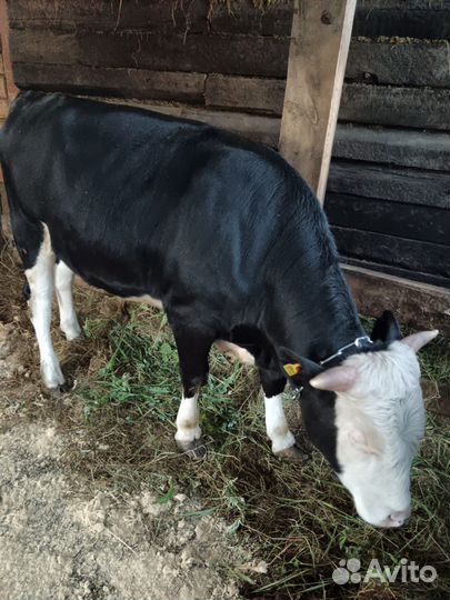 Продам быков