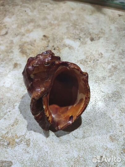 Ракушка рапана лакированная