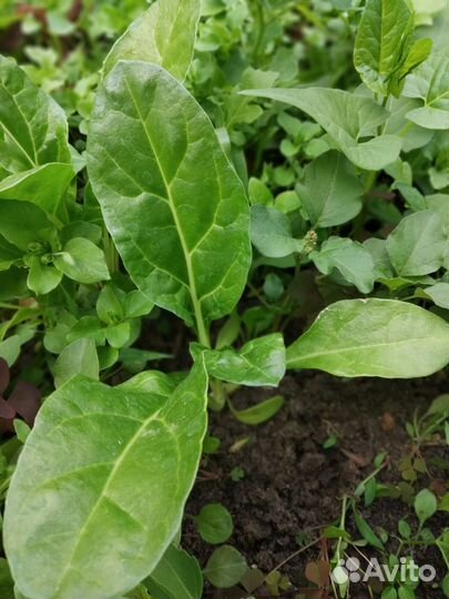 Руккола, рокамболь, мангольд