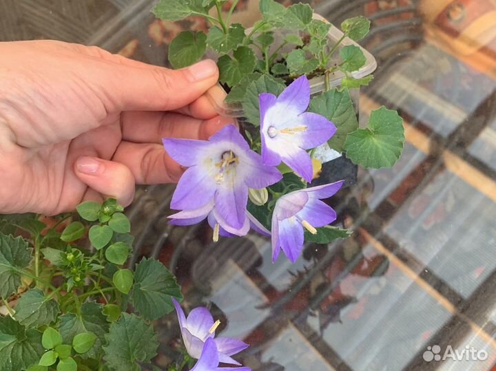 Кампанула, жених и невеста