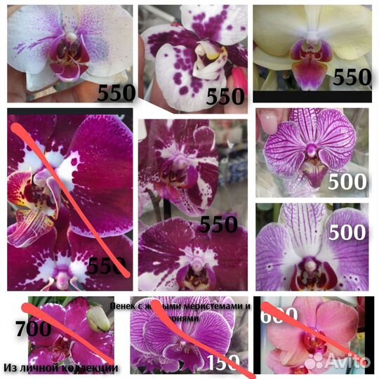 Орхидея фаленопсис оцветашки
