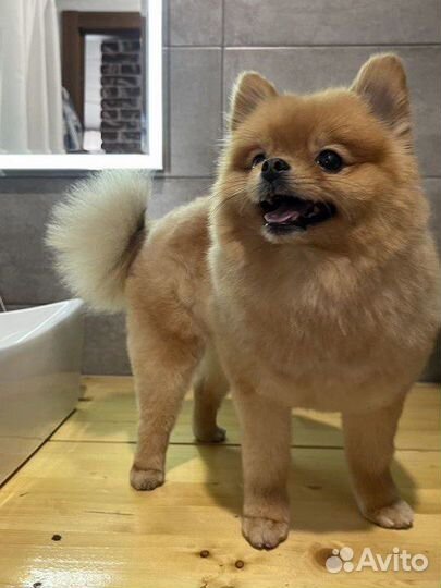 Груминг стрижка собак