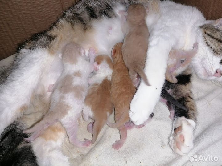 Котята (смесь сфинкса)
