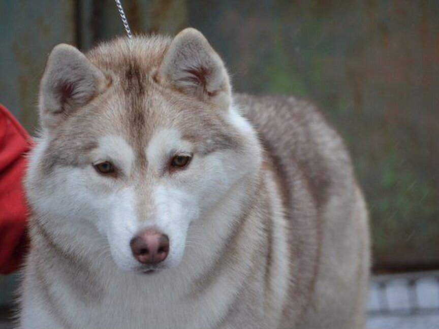 Сибирский хаски