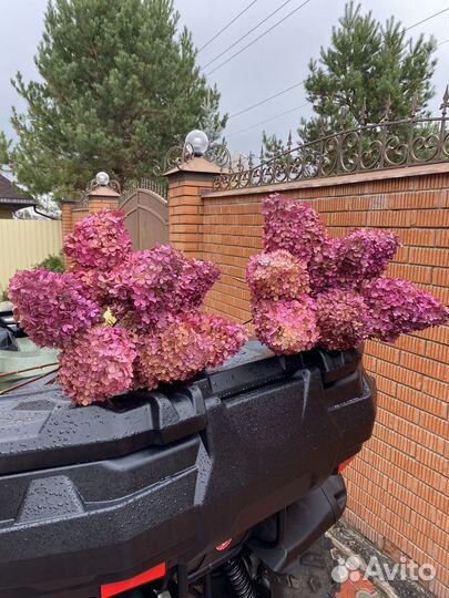 Букет из гортензий