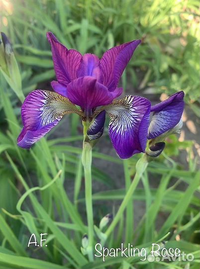 Ирис сибирский