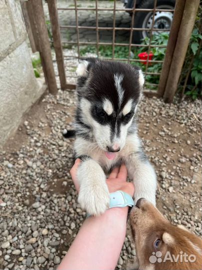 Лайка с хаской помесь