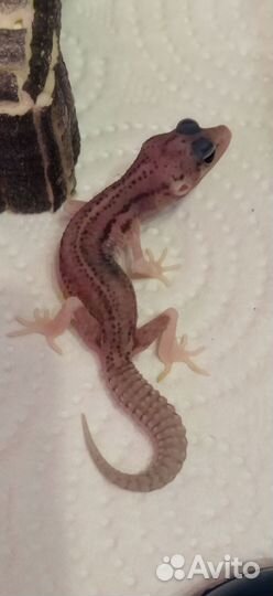 Геккон эублефар