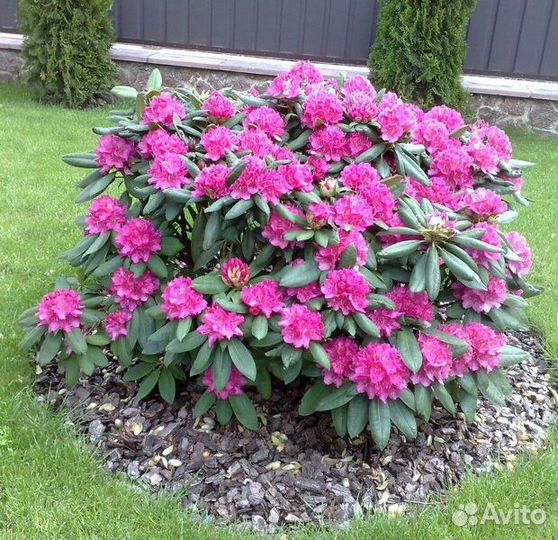 Рододендрон