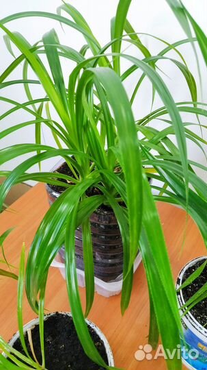 Пальма панданус