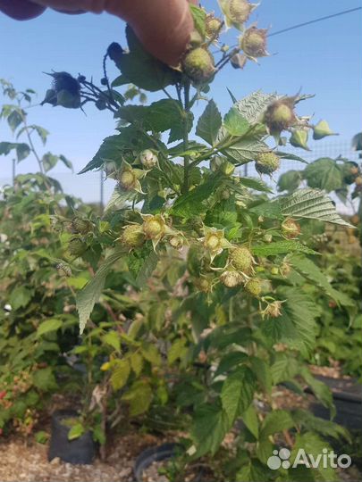 Саженцы ремонтантной малины