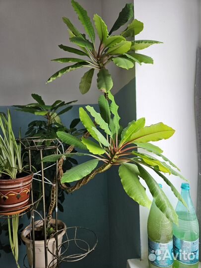 Молочай. Бронь