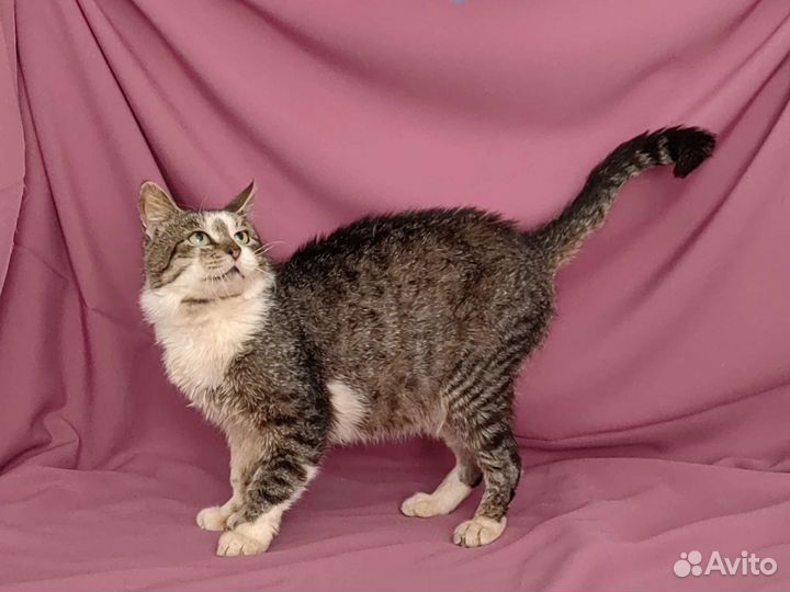 Зеленоглазый парень, кот