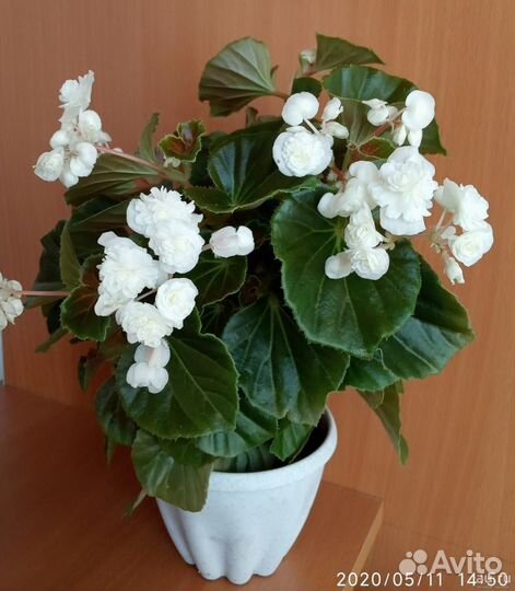 Вечноцветущая бегония доставка