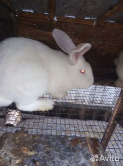 Кролики самки