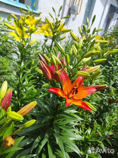 Лилии луковицы и цветы