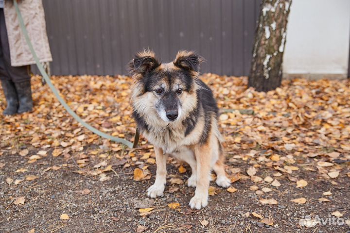 В добрые руки милая собака Жучка