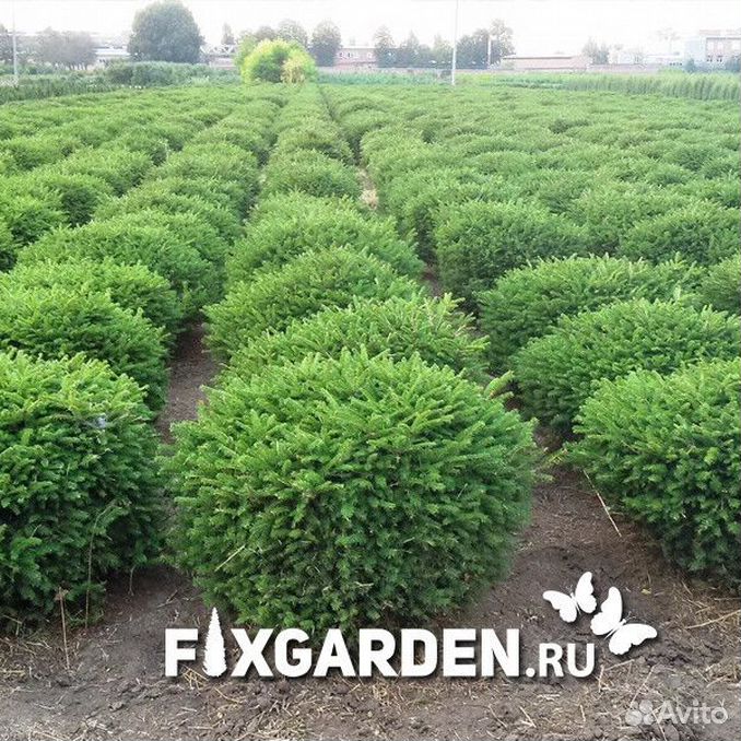 Fixgarden. Ель Нидиформис. Ель Nidiformis. Нидиформис