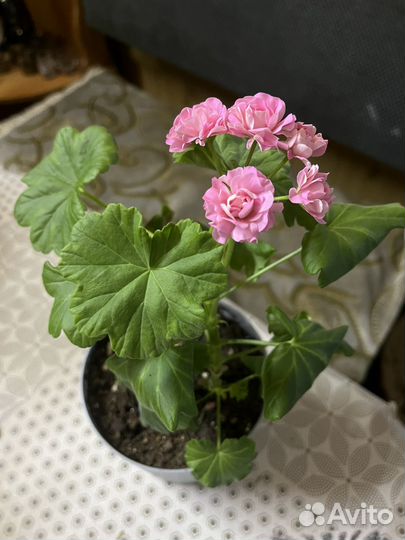 Пеларгония