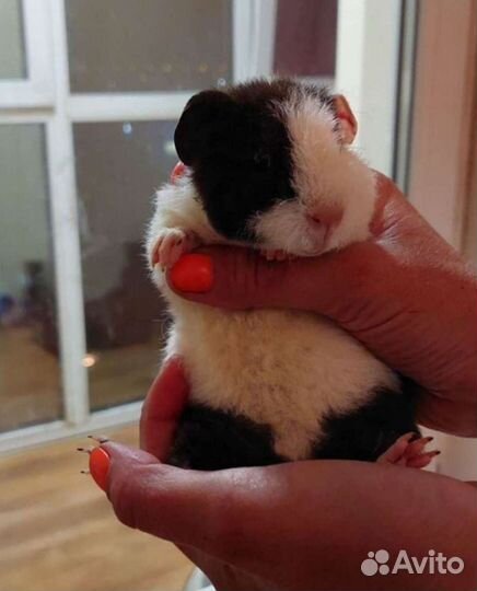 Морские свинки Элитные Тедди