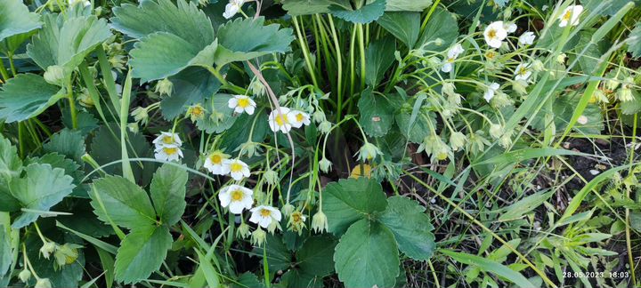 Участок 11 сот. (ИЖС)