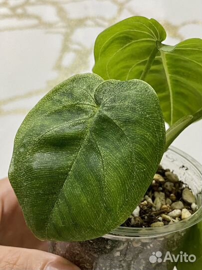 Сингониум клубничный лед гелакси,холодное сердце