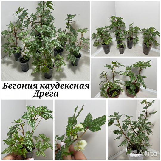 Бегония Дрега каудексная