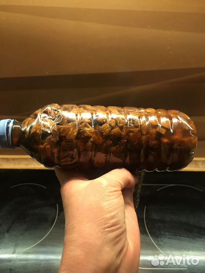 Маклюра адамово яблоко