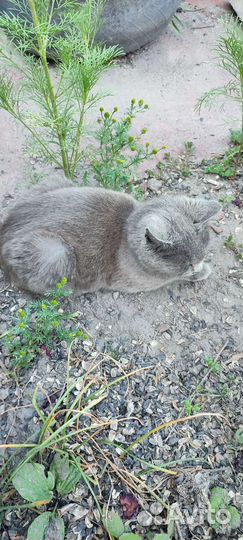 Кошки в добрые руки