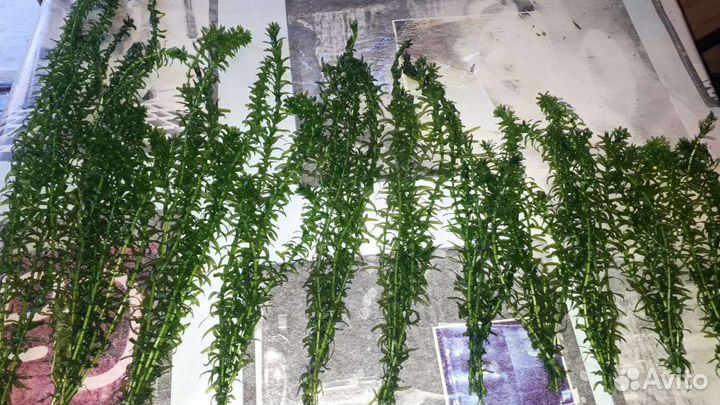 Аквариумное растение