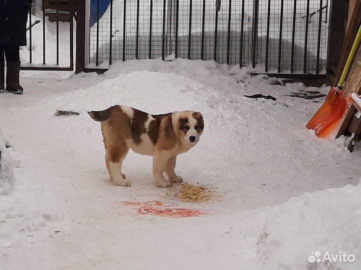 Продается девочка сао