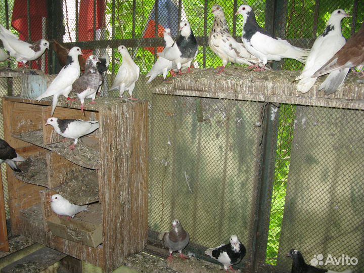 Пермские гривуны и бабочки