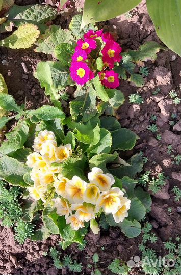 Примулы бесстебельные