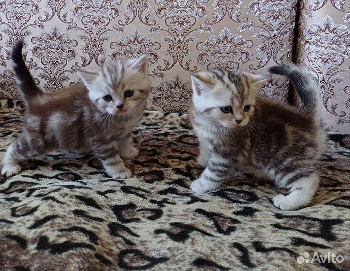 Британские котята