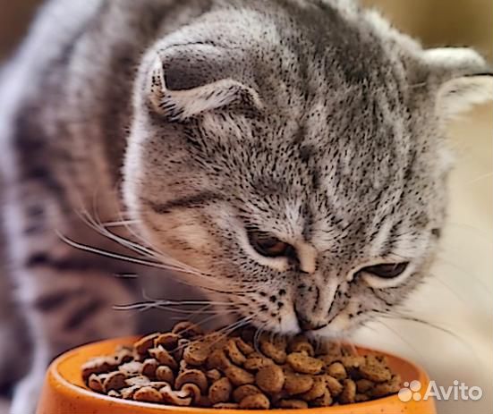 Kорм для кошек royal canin Royal Canin для кошек 4