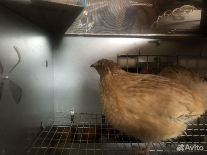 Феникс золото петушок на обмен для обновления