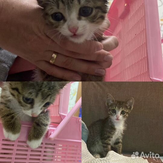 Кошка в дар