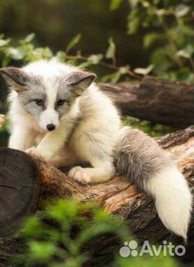 Ручные щенки пушных