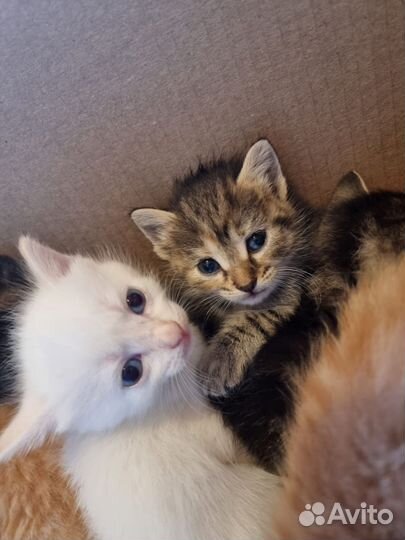 Котята в добрые руки