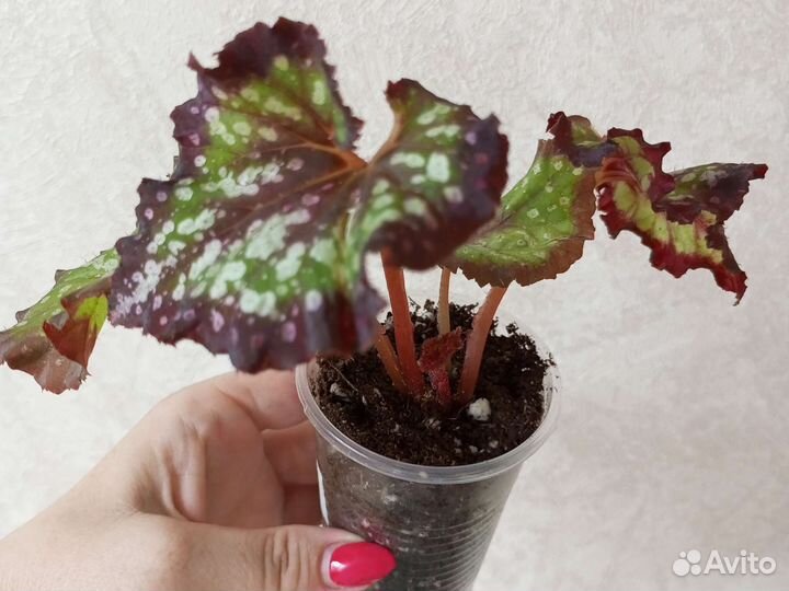 Бегония декоративнолиственная