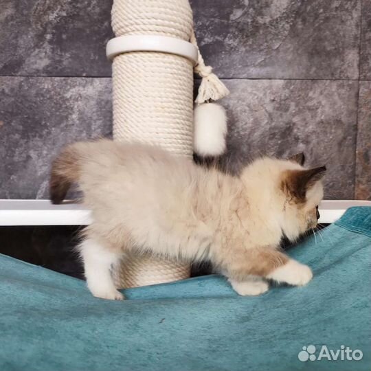 Cute Teddy, рэгдолл с родословной