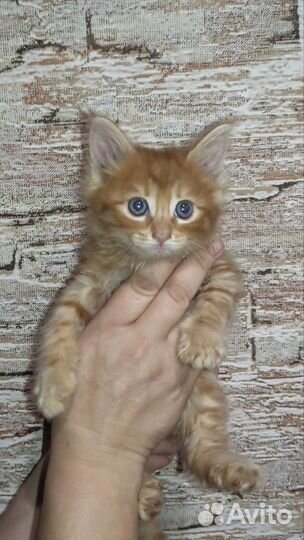 Котята мейн-кун