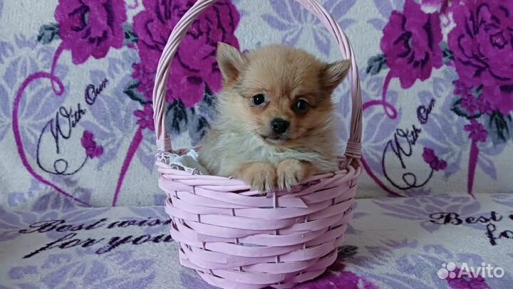 Очаровашка