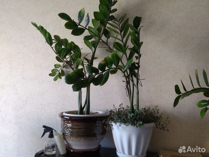 Замиокулькас