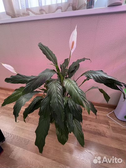 Спатифиллум Алана взрослый