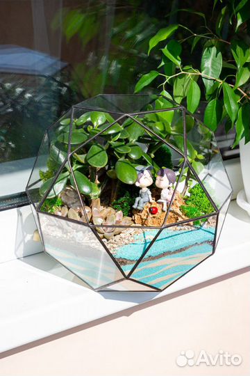 Флорариум суккуленты